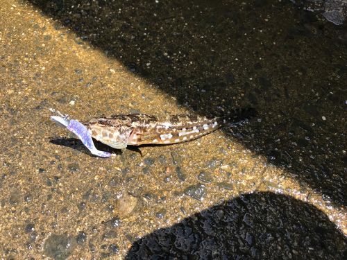 アナハゼの釣果