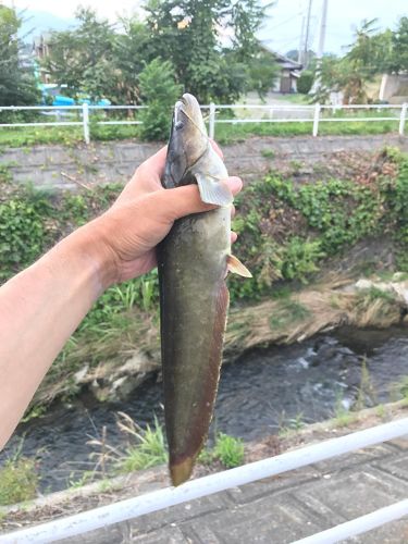 ナマズの釣果