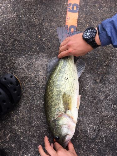 ブラックバスの釣果