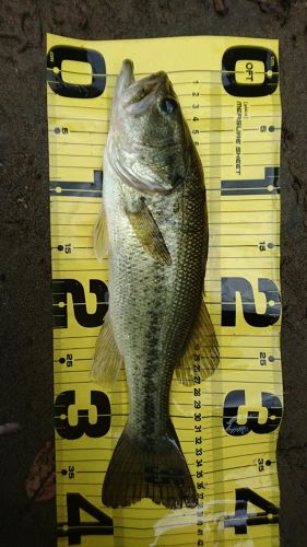 ブラックバスの釣果