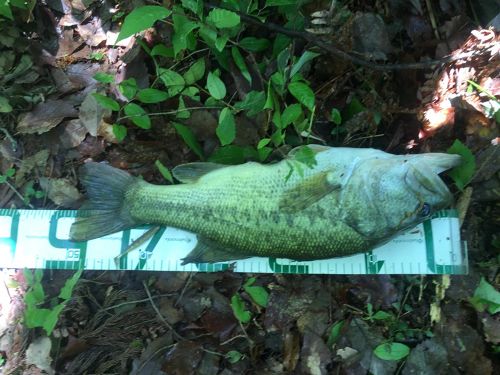 ブラックバスの釣果