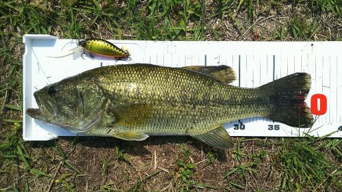 ブラックバスの釣果