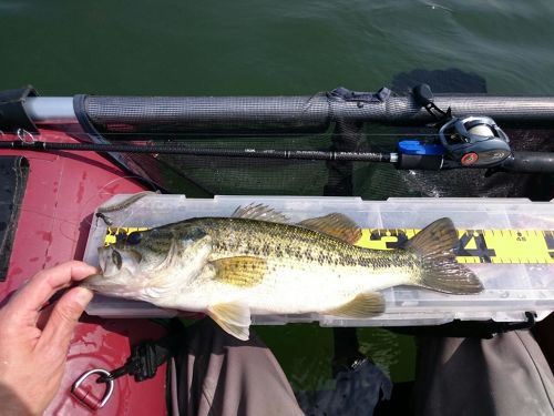 ブラックバスの釣果