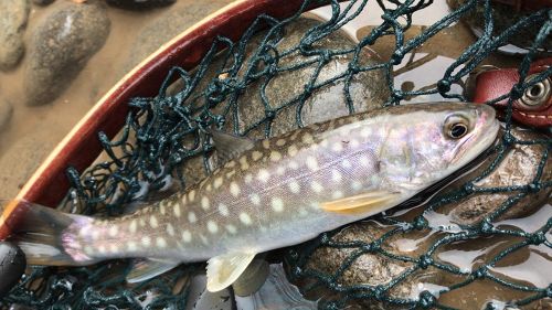 アメマスの釣果