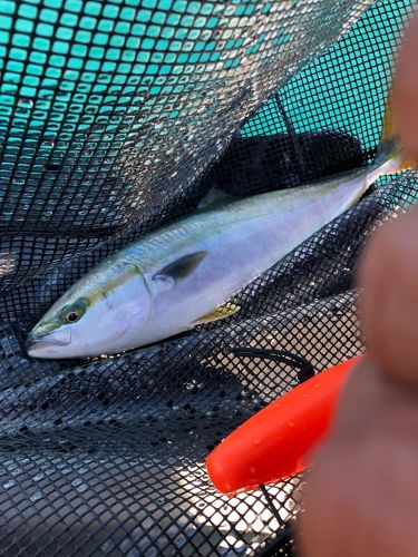 ハマチの釣果