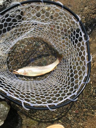 アメマスの釣果