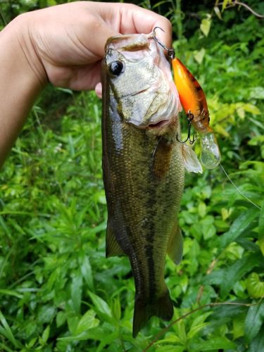 ブラックバスの釣果