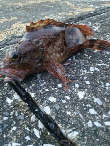 カサゴの釣果