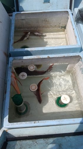 タイの釣果