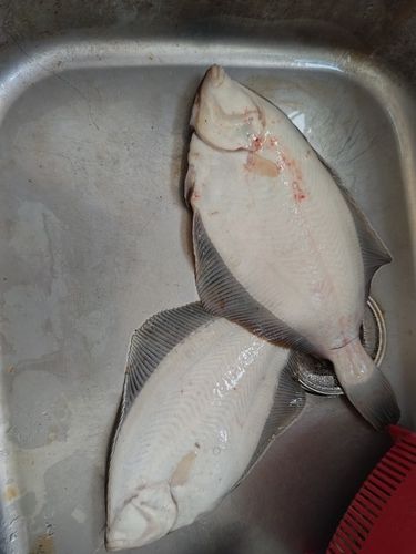 マコガレイの釣果