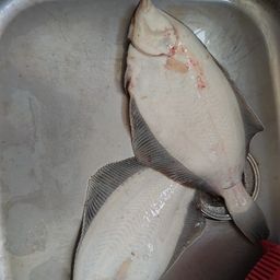 マコガレイ