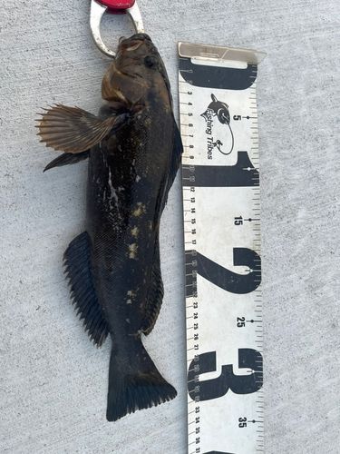 アイナメの釣果