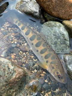 ヤマメの釣果