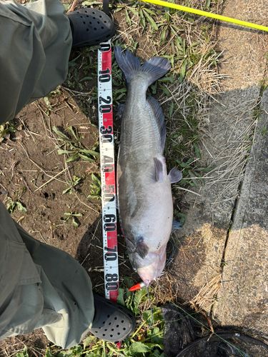 アメリカナマズ