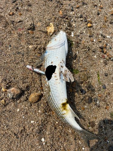 ボラの釣果