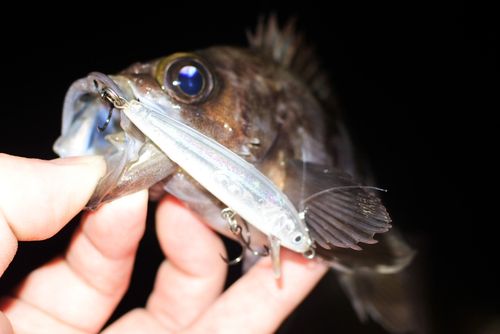 メバルの釣果