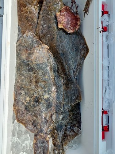 マコガレイの釣果