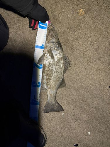 フッコ（ヒラスズキ）の釣果