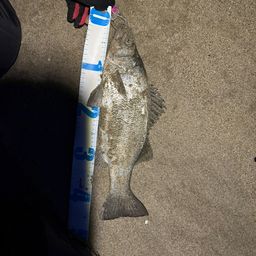 フッコ（ヒラスズキ）