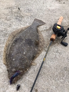 ヒラメの釣果