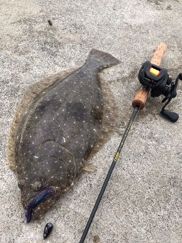 ヒラメの釣果