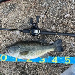 ラージマウスバス