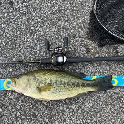 ラージマウスバス