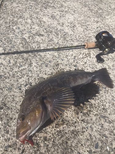 アイナメの釣果