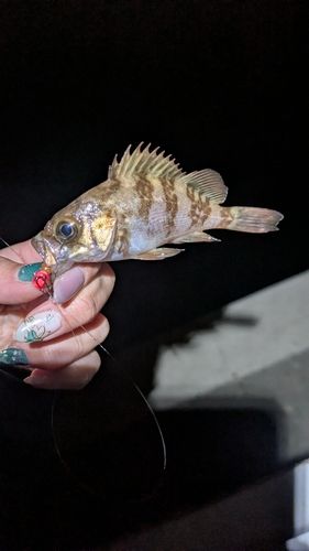 メバルの釣果