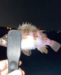メバルの釣果