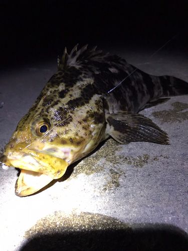 ベッコウゾイの釣果