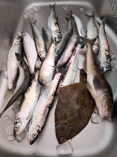 ニシンの釣果