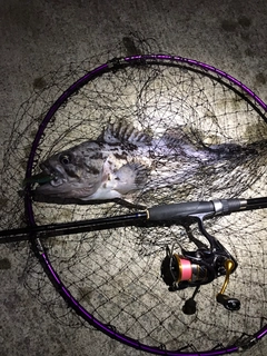 クロソイの釣果