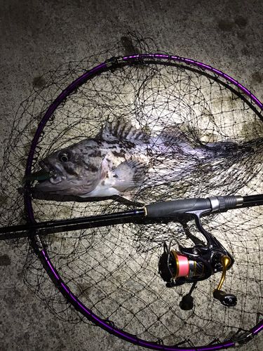 クロソイの釣果
