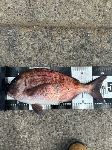 タイの釣果