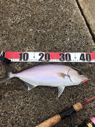 ショゴの釣果
