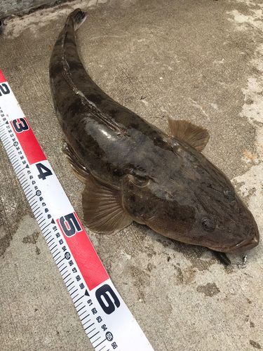 マゴチの釣果