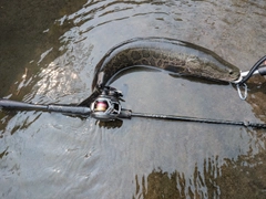 ライギョの釣果