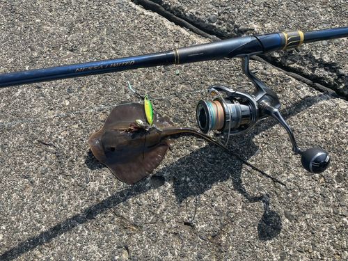 アカエイの釣果