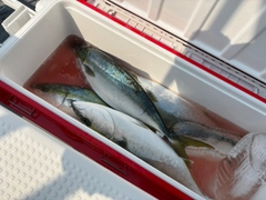 ワラサの釣果