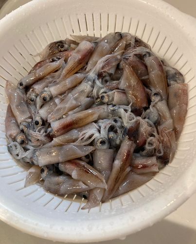 ホタルイカの釣果