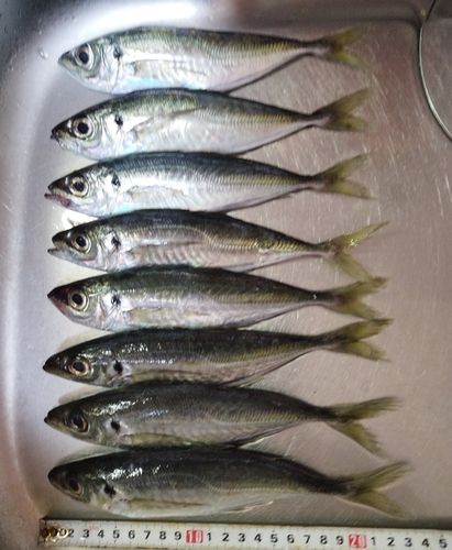 アジの釣果