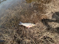 フナの釣果