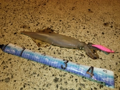 ササイカの釣果