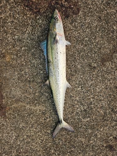 サゴシの釣果