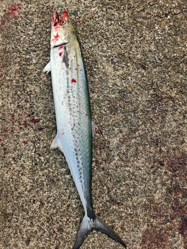 サゴシの釣果