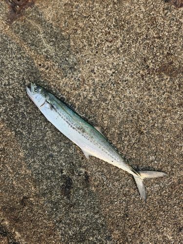 サゴシの釣果