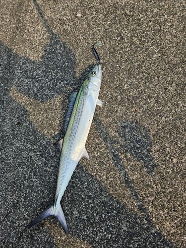 サゴシの釣果