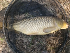 コイの釣果