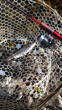 レインボートラウトの釣果